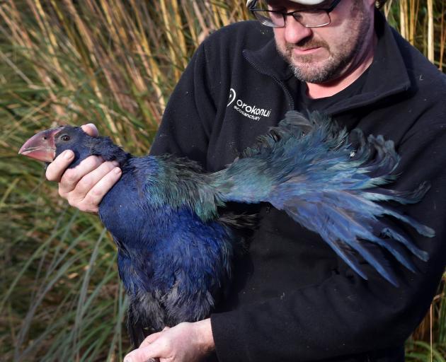 Elton Smith, of Orokonui Ecosanctuary, with Kapua the Takahe which is to be released in Te Anau...