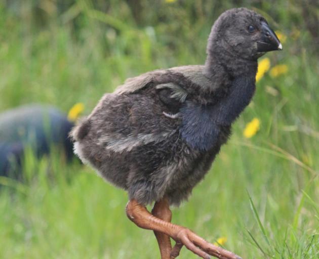 Takahe chicks made healthy weight gains this season.