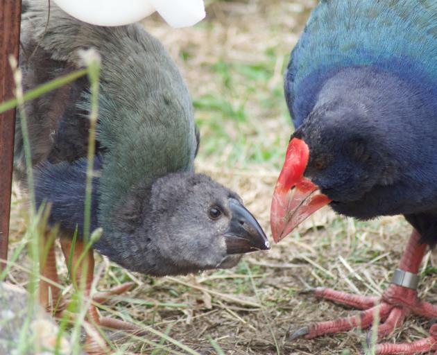 Raring takahe takes an amazing amount of dedication from Orokonui Ecosanctaury staff, volunteers...