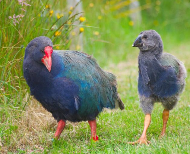 The young takahe learnt valuable foraging and life skills from their parents. PHOTO: ANNA DUNLOP