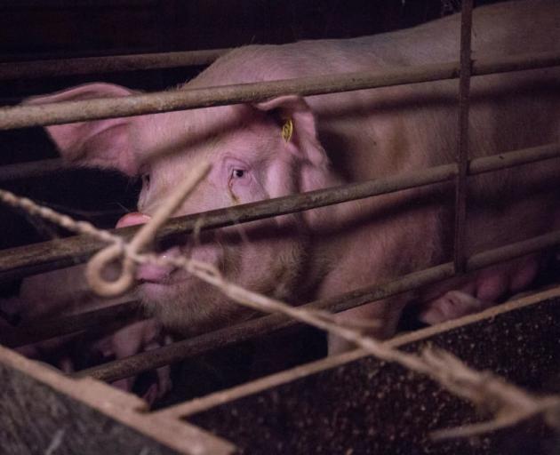 A mother pig in a farrowing crate. Photo: Supplied / SAFE