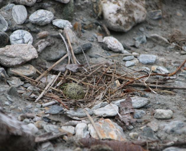 An egg in a black-fronted tern nest on an Otago beach. PHOTO: ODT FILES