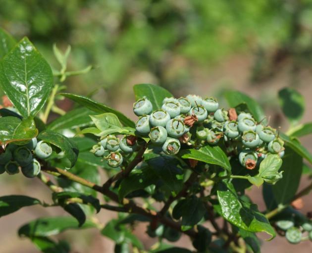Like the New Zealand guava, which they resemble, blueberries need acid soil.