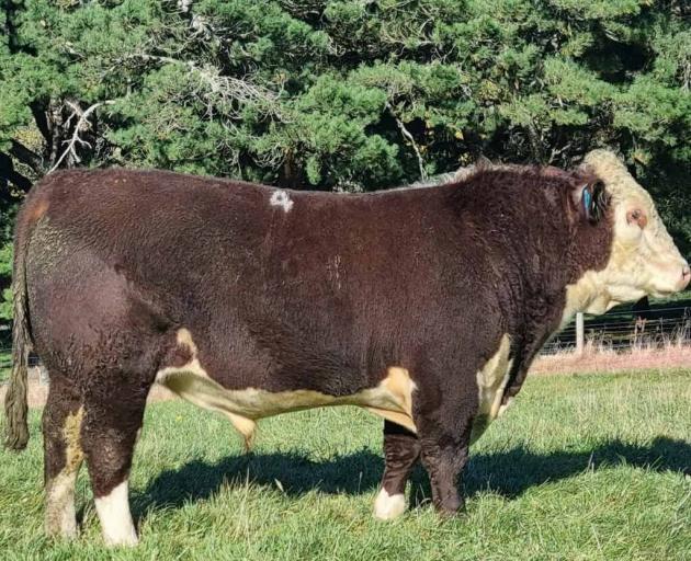 Interest was high for Okawa Saracen 0175, a 2-year-old bull that made $47,000 for Mt Somers...