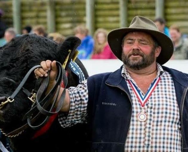 Lilliesleaf Stud owner Rob Hall, of Waikaka, leads a belted Galloway bull at the Canterbury A&P...