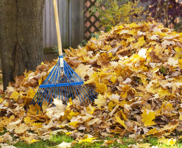 The last of the autumn leaves can be collected and added to the compost heap. PHOTO: GETTY IMAGES