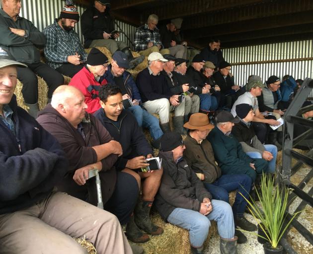 The Kaiwara Angus bull sale attracted plenty of interest. PHOTOS: DAVID HILL