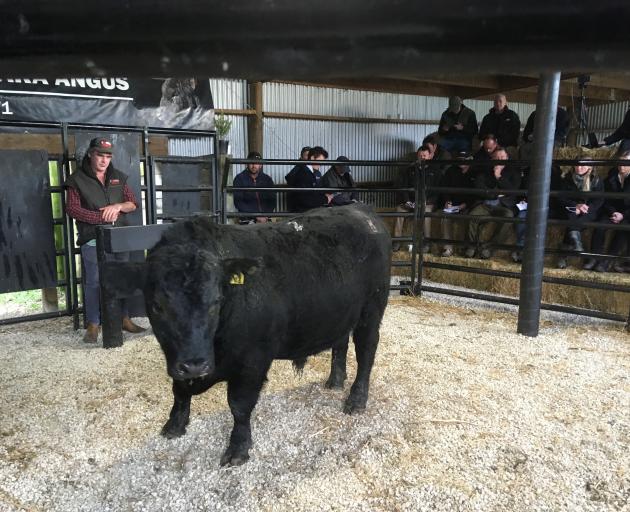 Kaiwara 42/20 was one of two bulls which sold for the day’s top price of $13,000. They were sold...