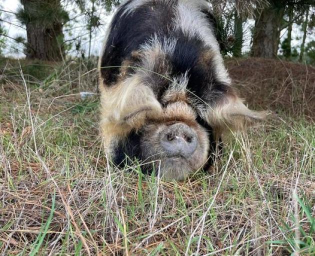 Rescuers were able to get the kunekune standing and transported her to the SPCA. Photo: Supplied