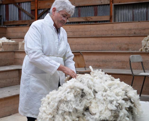 Wool judge Stuart Catto inspects a half breed hogget fleece North Otago A&P Show in 2018. PHOTO:...