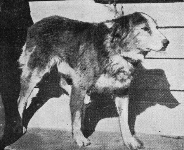 Celebrated Skippers Road guide dog Sharp. — Otago Witness, 6.6.1922