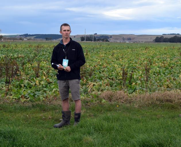 Papakaio Dairies owner Peter Smit speaks about his fodder beet crop at a South Island Dairy Event...