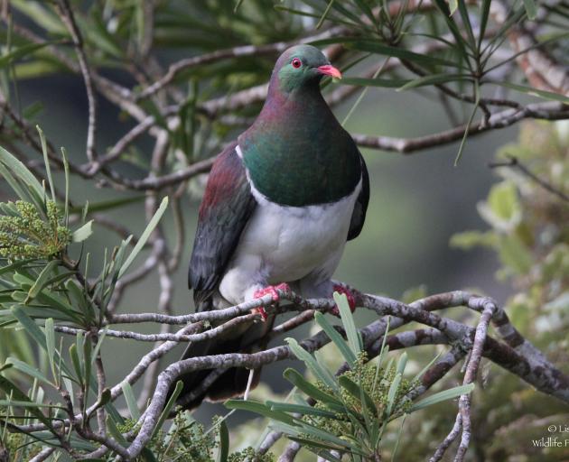 Numbers of kereru continue to rise, according to the Landcare Research backyard bird survey....