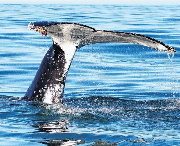 A Humpback whale tail, coated with barnacles, during the recent Great Kaikoura Whale Count. PHOTO...