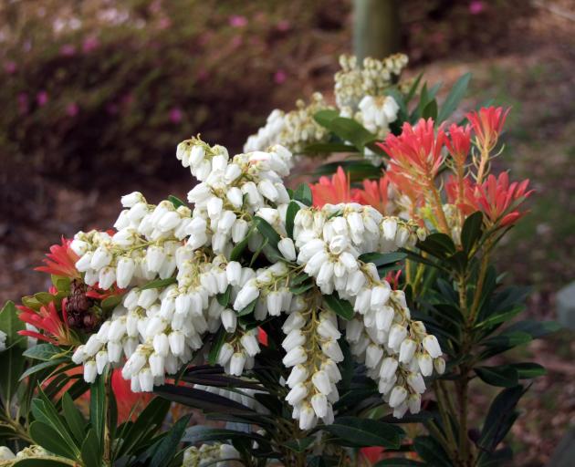 Bright new foliage is a highlight of most Pieris.