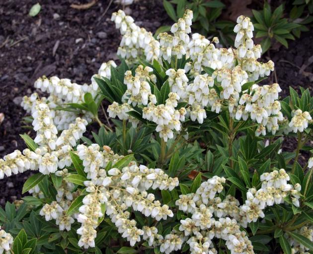Pieris japonica Sarabande, a medium-sized shrub, reaching 2.5m in height.