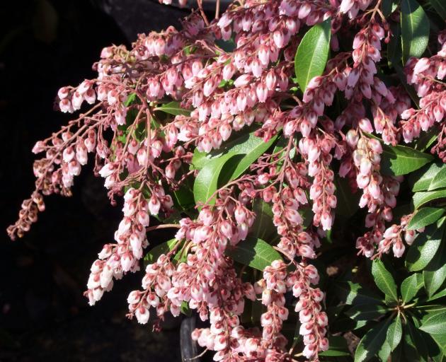Pieris japonica Shojo. PHOTOS: GILLIAN VINE