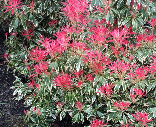 Pieris japonica Flaming Silver. The new red leaves will become two-toned as they age.