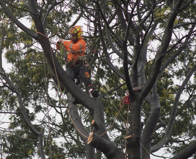 A Delta arborist works on cutting the tree. PHOTO: GERARD O'BRIEN