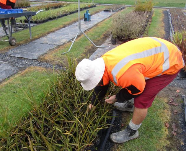 An Otago Corrections Facility nursery worker tends native plants destined for the Halo Project...