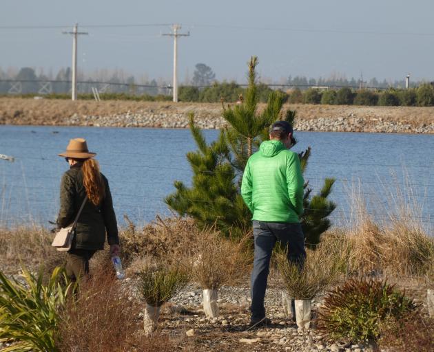 The goal is to plant 30,000 native trees a year at Ngai Tahu’s cluster of farms at Te Whenua Hou,...