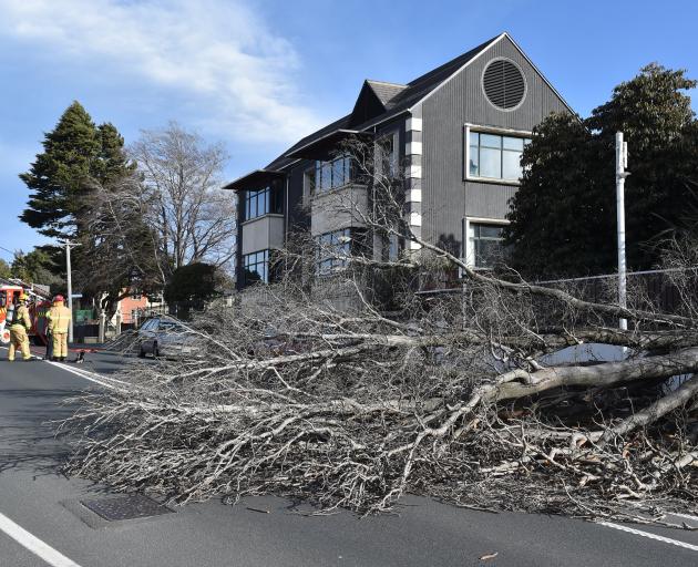 A protected red beech tree which blew down due to high winds in Highgate near Columba College, in...