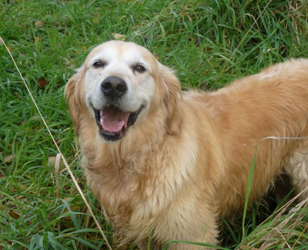 Bertie has been missing since haring off to chase a rabbit in Barnett Park on June 24. Photo:...