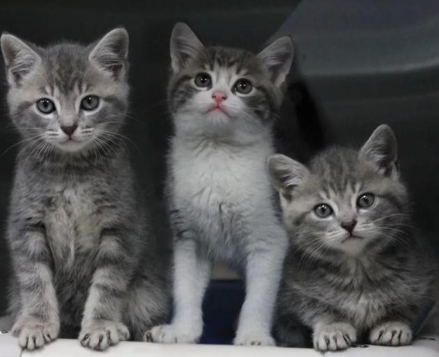 Spca hornby new arrivals