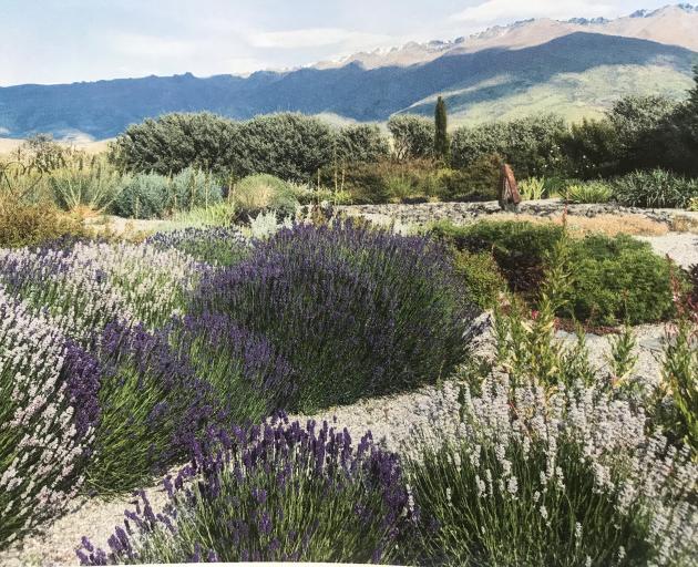 Lavender in gravel add colour to Jo Wakelin’s dry garden, near Cromwell. PHOTOS: JULIET NICHOLAS