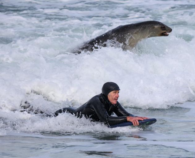 A friendly sea lion comes into shore alongside local surfer Mike Farrell at St Clair Beach...