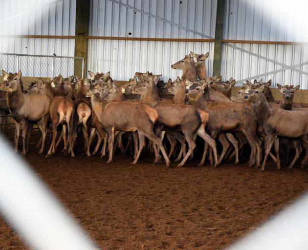 Stags in a winter barn on farm Top Deck Trading in Eastern Southland.