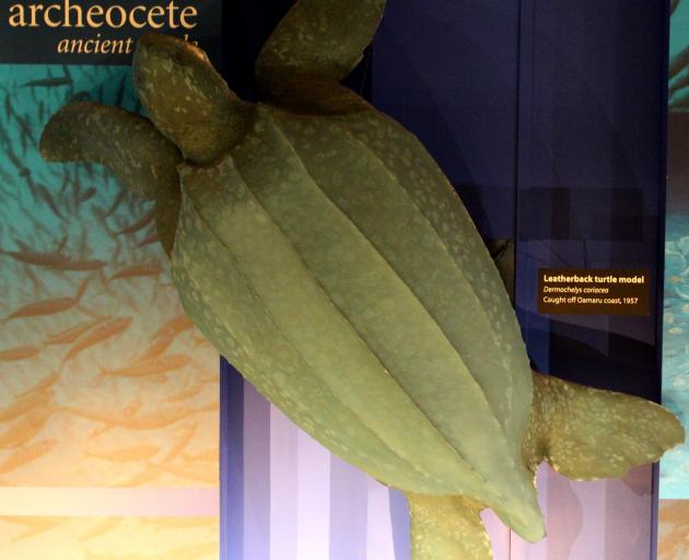 This model leatherback turtle was derived from one caught off the coast of Oamaru in 1957.