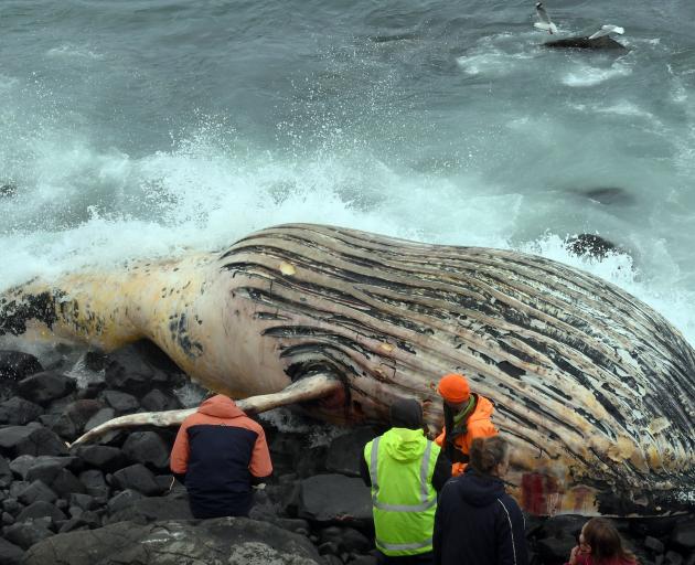 A decomposing juvenile humpback whale is inspected on Monday after it washed up on a remote beach...
