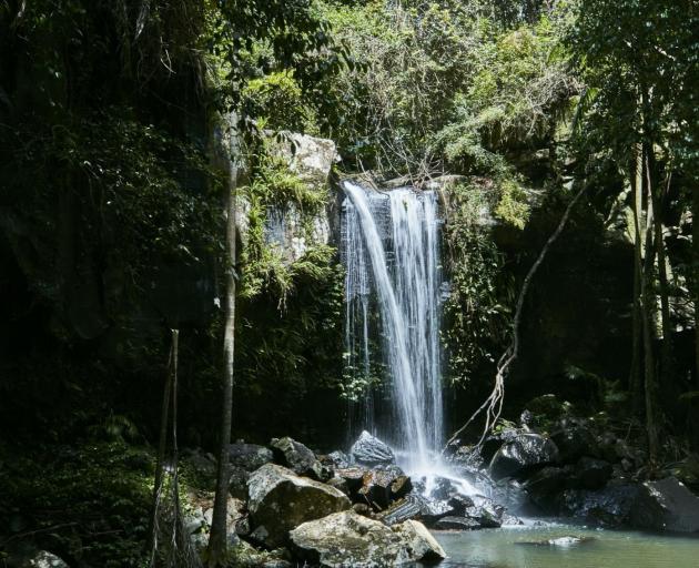 The short walk through lush rainforest brings you to Curtis Falls’ spectacular cascades which...