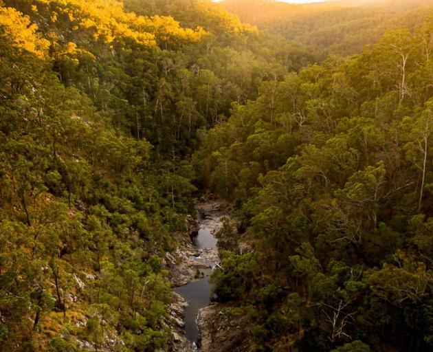 Wonderland of rainforests, Tamborine National Park. PHOTO: DESTINATION GOLD COAST