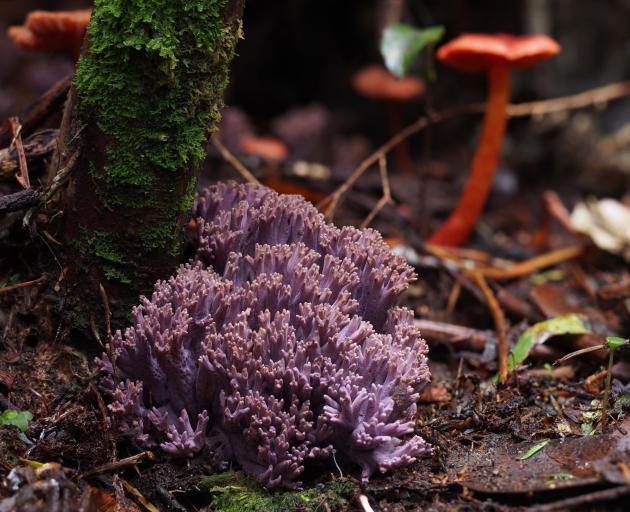 Violet Coral fungus. Photo: Josef Pallante