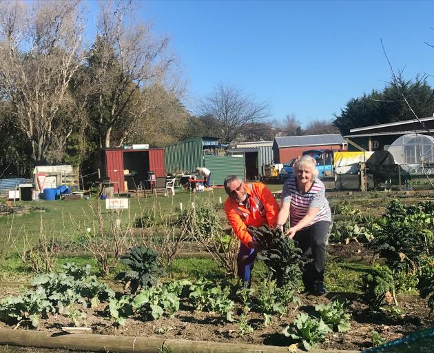 Green Island community garden co-ordinator Marion Thomas and her husband, Joe, pick kale from the...