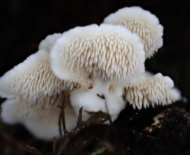 Beenak Long Tooth. Photo: Cath Smith