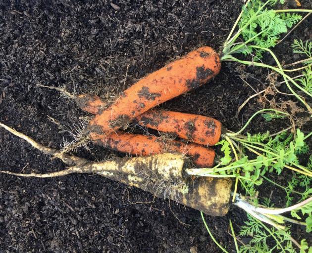 As the soil warms, carrots and parsnips start growing fine roots.