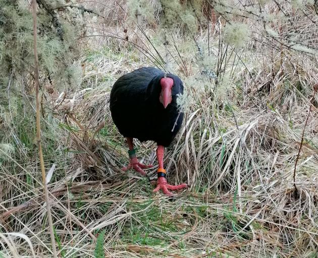 Kotahi the Takahe comes in for a feed at the Burwood Takahe Centre near Te Anau in 2019. A new...