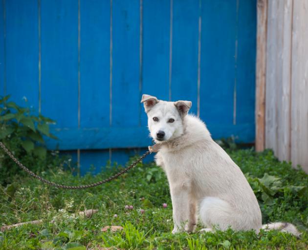 The SPCA is calling for a full commitment from Government to make the legislative change needed...