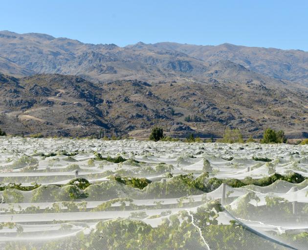 Protective cloth covers grapes growing beside Lake Dunstan, near Pisa Moorings. PHOTO: STEPHEN...