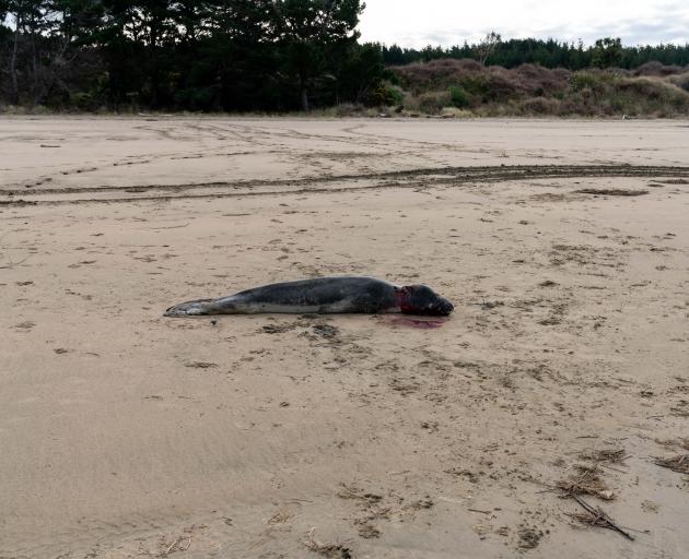 The Department of Conservation was alerted to a juvenile leopard sealthat had been shot and...