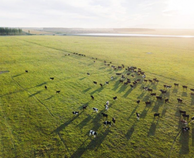 Ngāi Tahu Farming's North Canterbury operation at Te Whenua Hou. Photo: Supplied / Ngāi Tahu