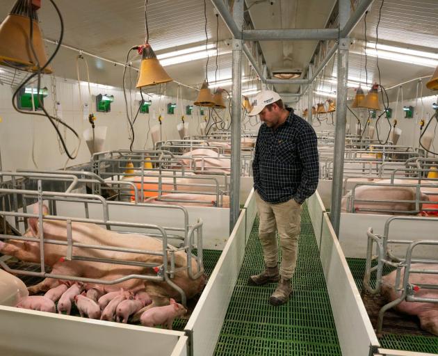 The pork industry says farrowing crates reduce piglet mortality as there is less risk of piglets...