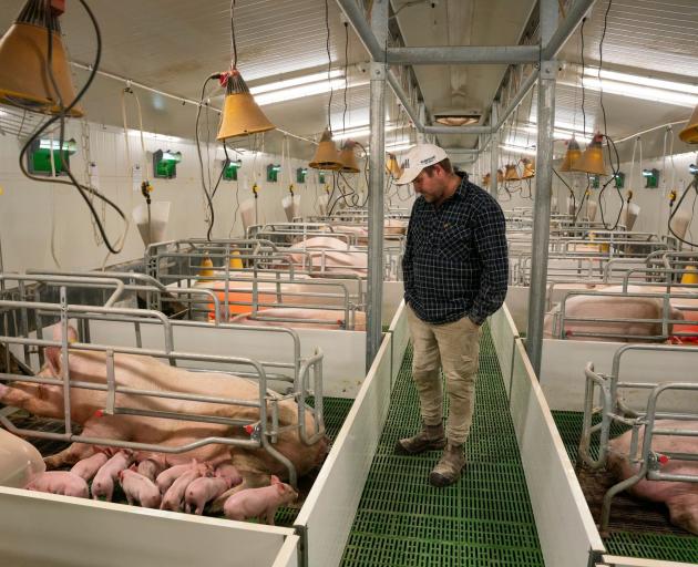 Farrowing crates to protect piglets from getting squashed. PHOTO: NZ PORK