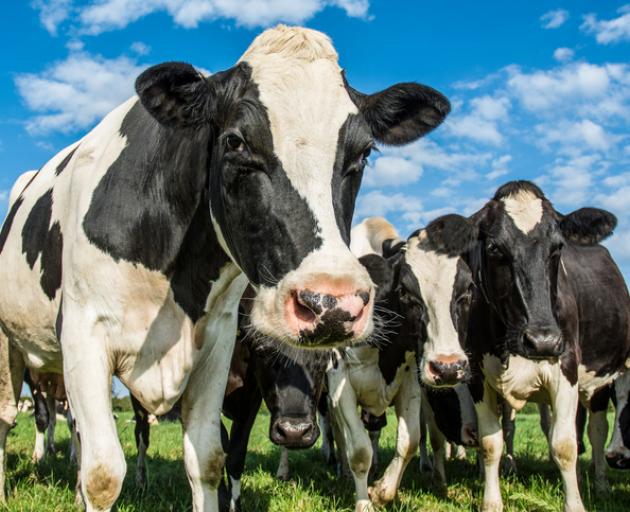 Eight farms in the high-risk area will be depopulated by mid-January. Photo: Getty Images