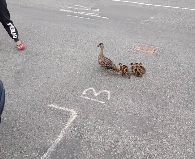 The ducklings were reunited with their mother. Photo: Supplied
