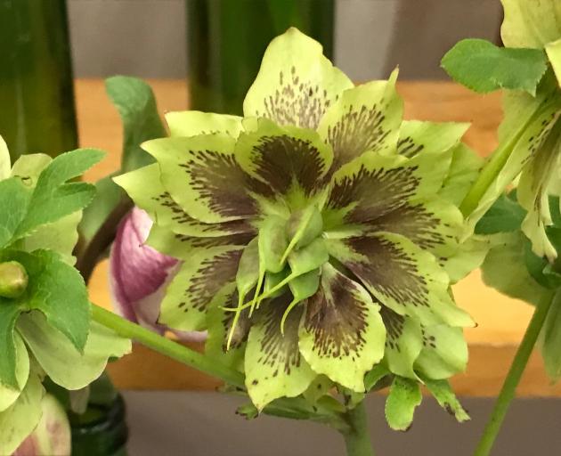 In a strongly contested section, Denise Chaplin’s double hellebore took top honours at the Outram...