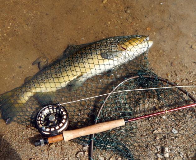 A 2kg brown trout caught willow-grubbing on the lower Taieri River. 